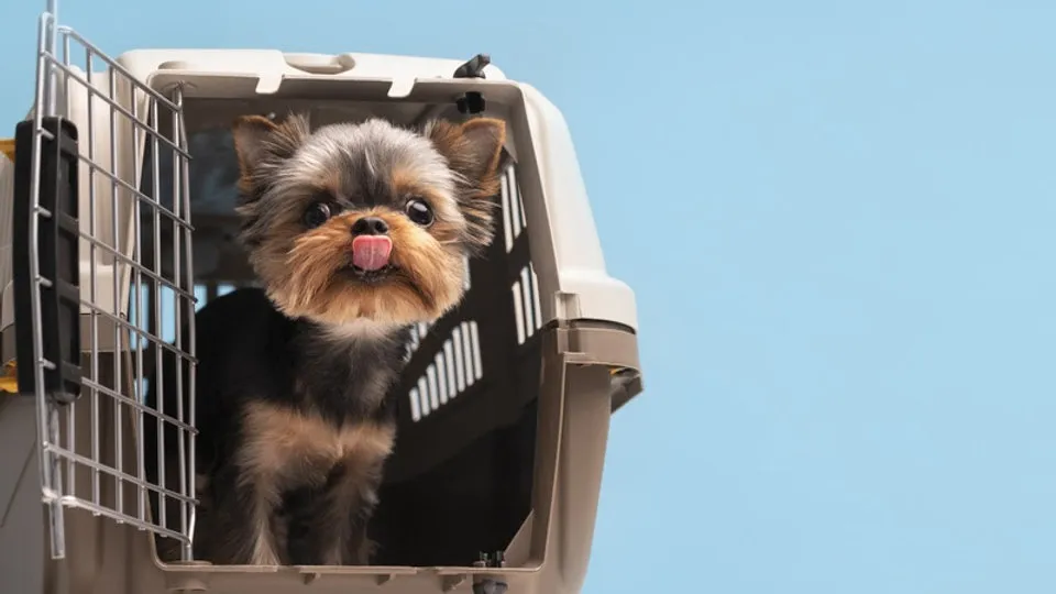 Médica veterinária fala sobre medidas de segurança com pets em viagens longas de fim de ano