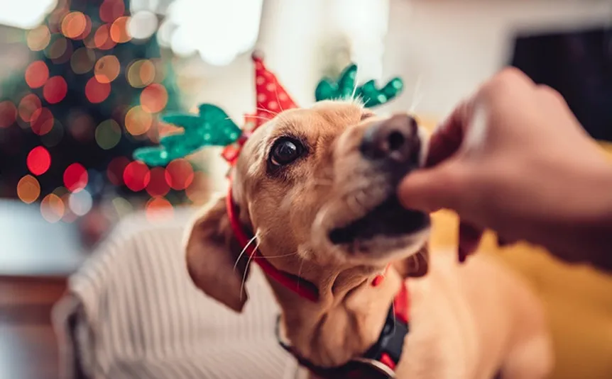 Especialista dá dicas de cuidados com os pets durante as festas de fim de ano