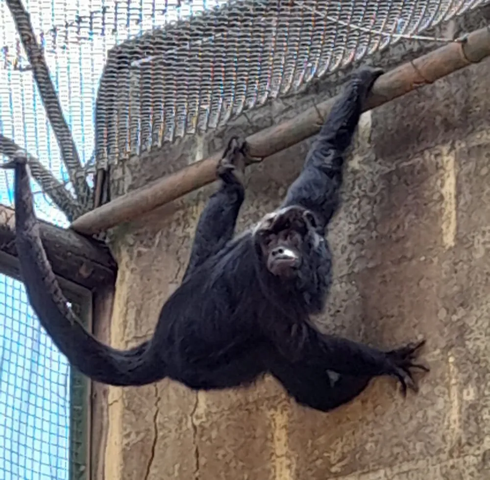 Bugio Pimpolho é o novo morador do Zoológico Municipal de Piracicaba (SP)