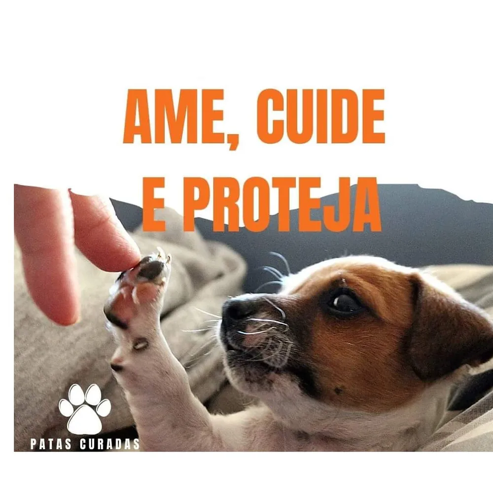 Protetora de animais arrecada produtos para Festa Julina de Anhumas, em Piracicaba (SP)