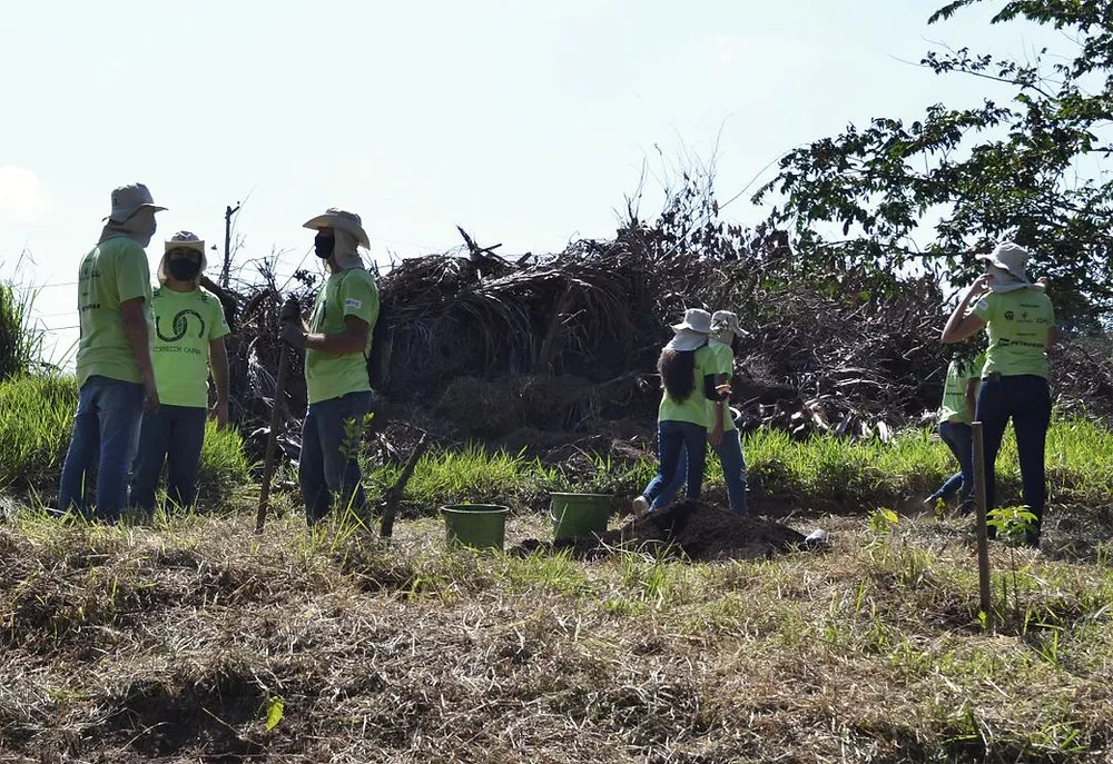 Restauração florestal: Corredor Caipira abre inscrições para proprietários rurais e agricultores