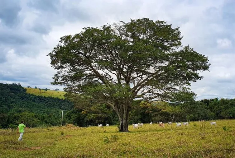 Dia da Árvore: Piracicaba possui apenas 9% de vegetação natural, segundo projeto Corredor Caipira