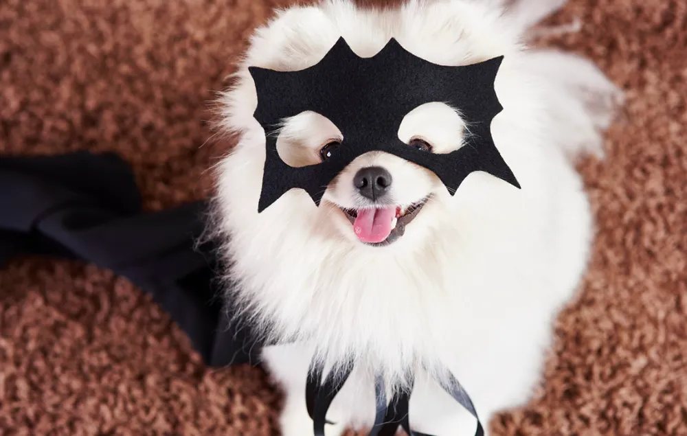 Pets: especialista alerta para estresse, fugas, intoxicações e problemas de saúde durante o Carnaval