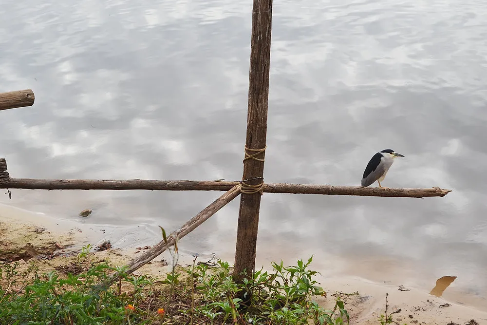 Especialistas do projeto “Corredor Caipira” analisam mortandade de peixes no rio Piracicaba