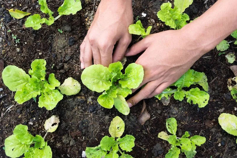 Especialista orienta sobre quais são as verduras e legumes para se plantar no inverno