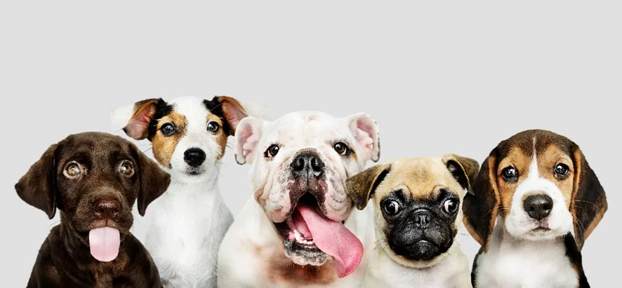Pet: especialista dá dicas para escolha de cachorro que se adapte bem em apartamento