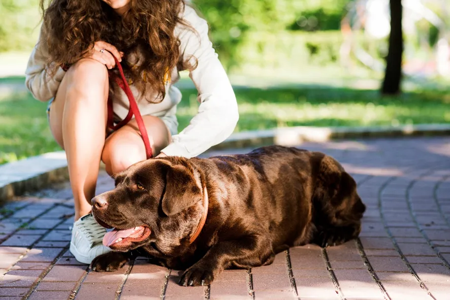 Especialista orienta como manter os pets saudáveis em dias de calor e baixa umidade