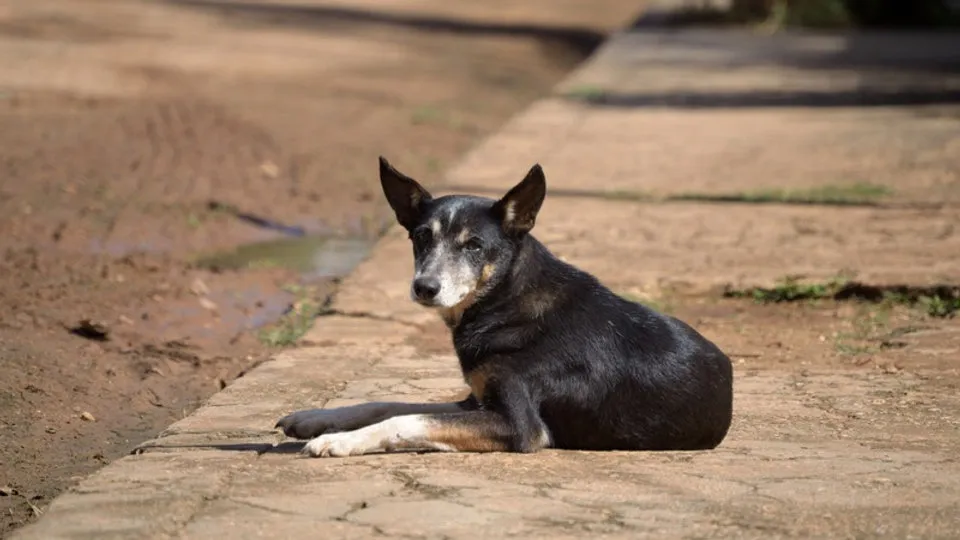 Animais de rua: resgate de cães e gatos abandonados requer cuidados especiais