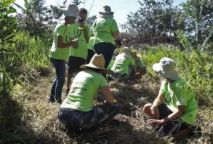 Piracicaba e São Pedro: Corredor Caipira planta mais de 700 mudas de árvores nativas 