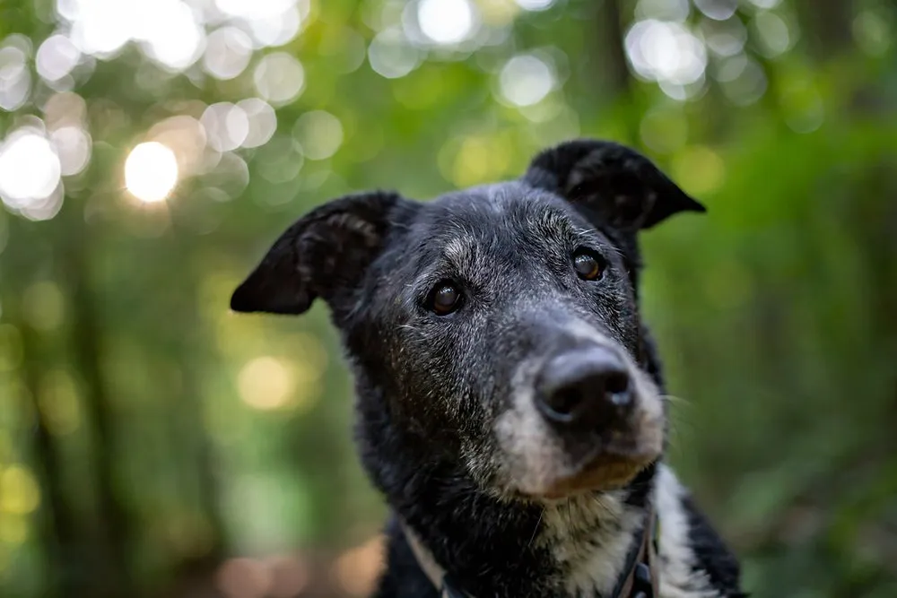 Pets: cães e gatos podem sofrer de doença semelhante ao Alzheimer, alerta especialista