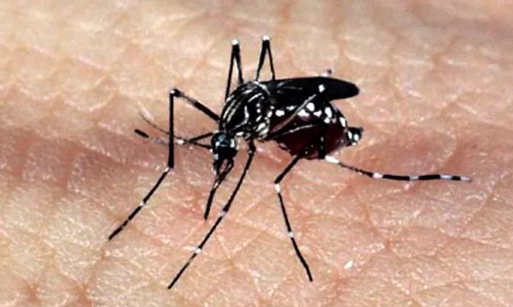 Sucen-SP alerta sobre reincidência da chikungunya no Estado de São Paulo
