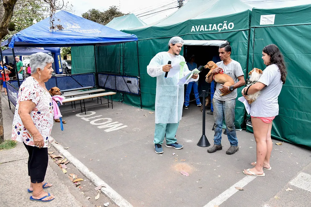 Rio Claro (SP): mutirão de castração tem 595 cirurgias agendadas neste fim de semana